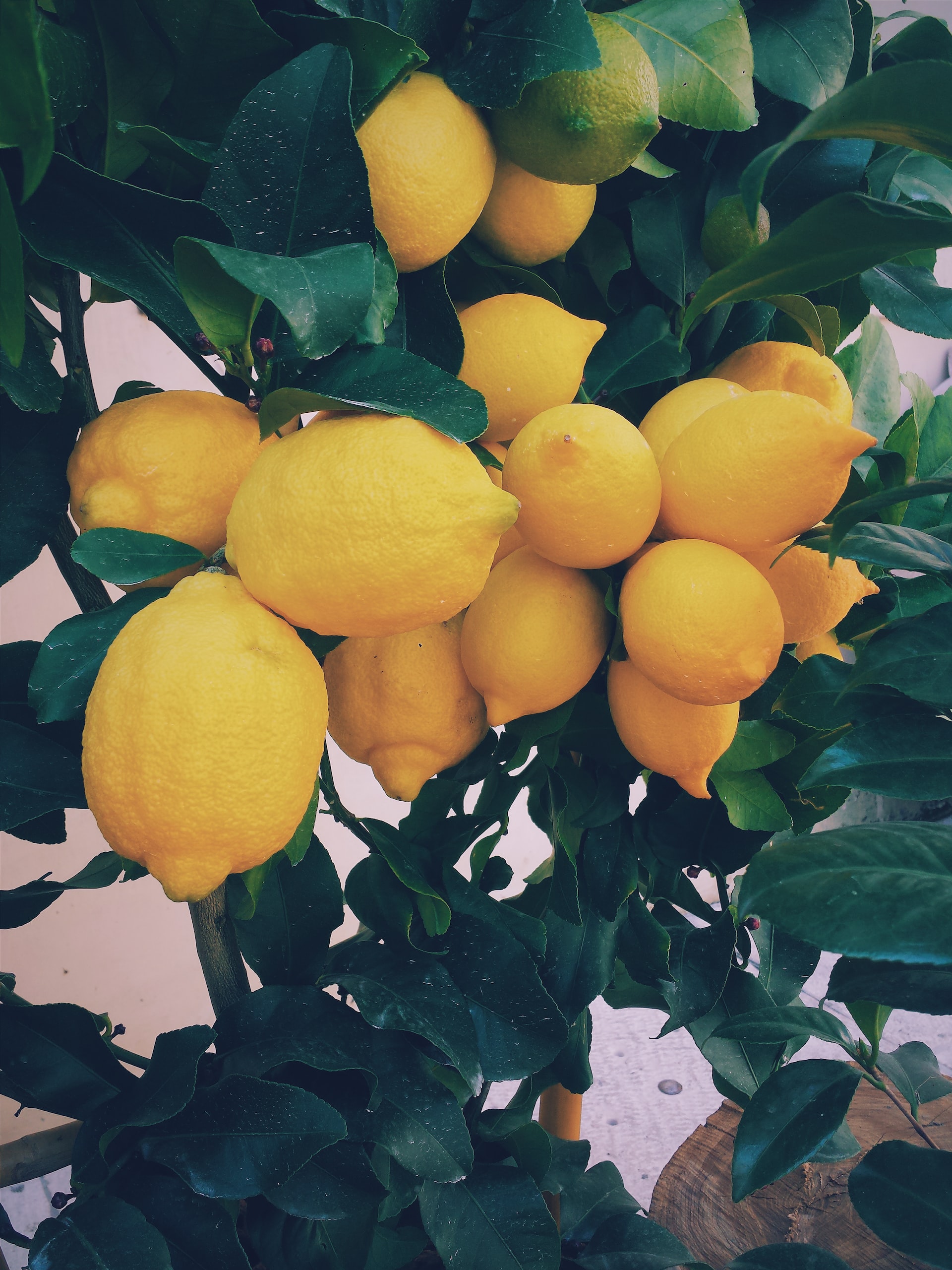 Citrus trees at home – cultivation and care
